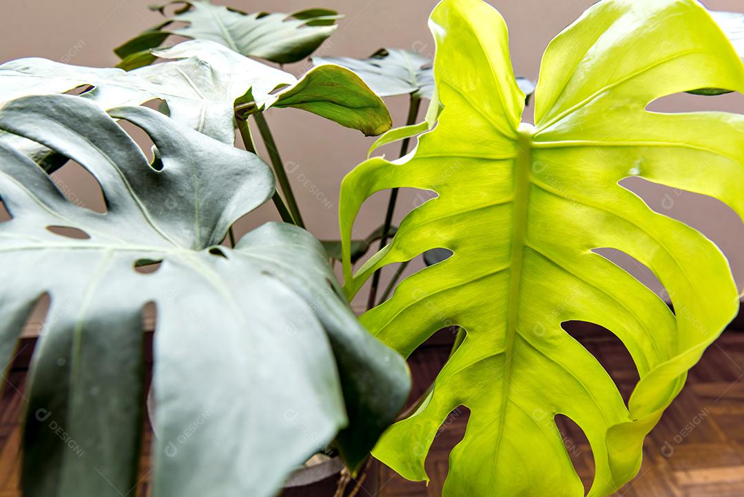 Folha jovem da planta de costela de Adão, deliciosa monstera.