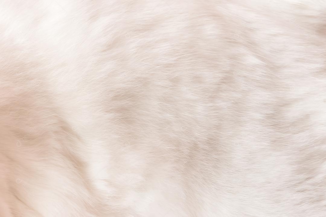 Fundo de textura de pele de gato branco