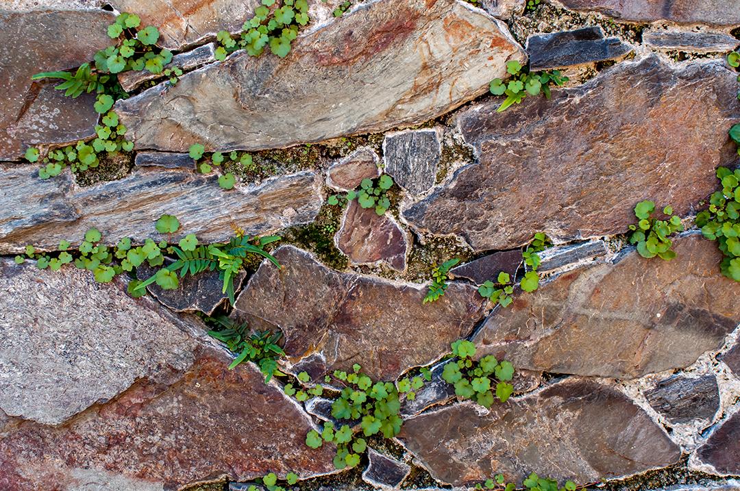 Textura de fundo do velho muro de pedra com vegetação crescente