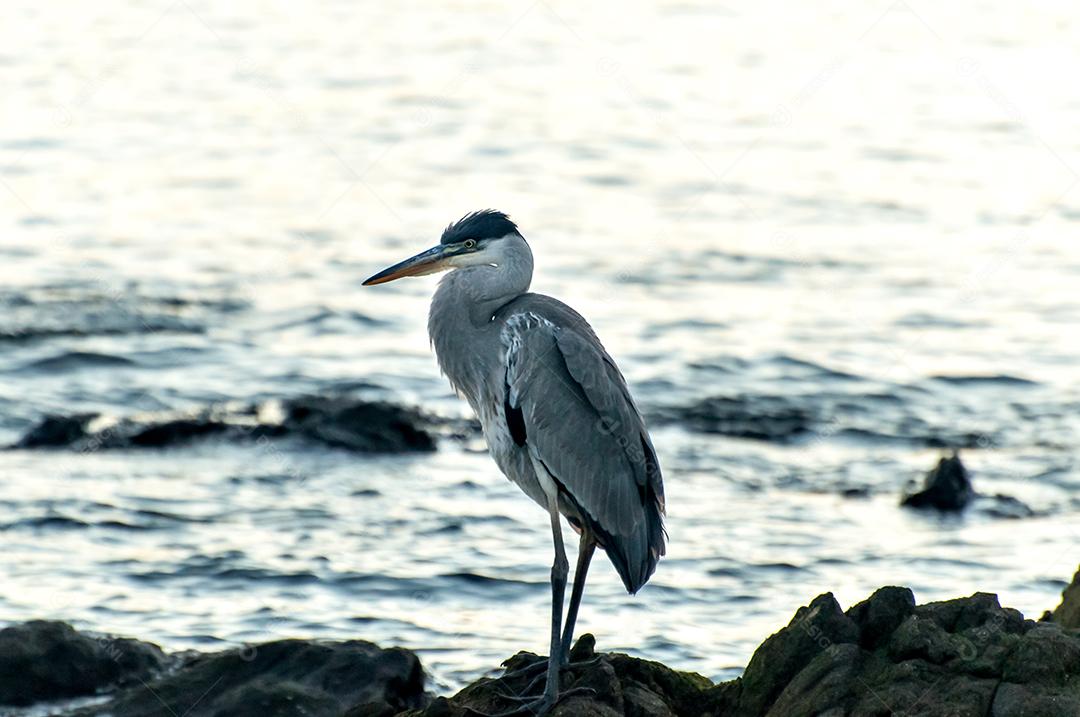 Belo pássaro Cocoi Heron ao pôr do sol no Río de la Plata, Montevidéu Uruguai