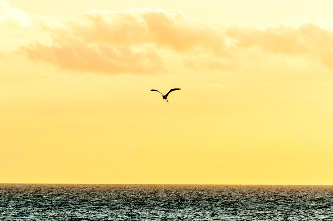 Belo pôr do sol com silhueta de pássaro voando sobre o oceano