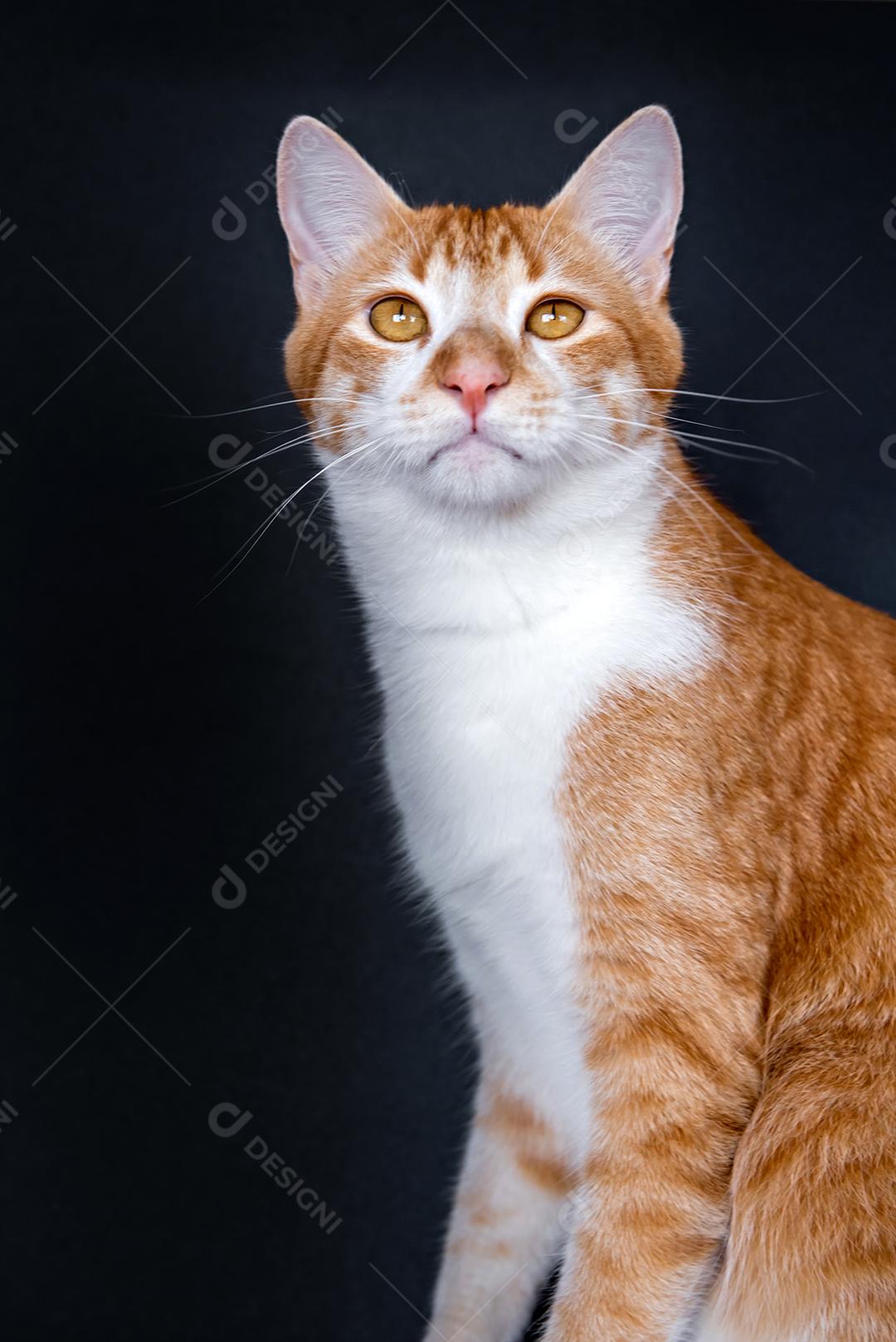 Lindo gato amarelo em fundo preto