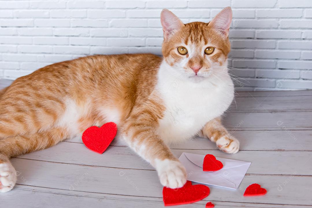 Conceito de dia dos namorados pet, gato com cartas de amor