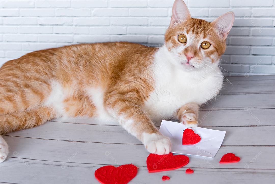 Conceito de dia dos namorados pet, gato com cartas de amor