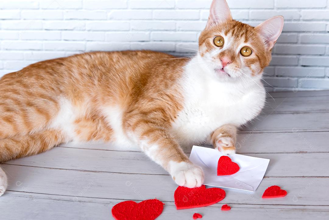 Conceito de dia dos namorados, gato amarelo com carta de amor, animal de estimação dia dos namorados