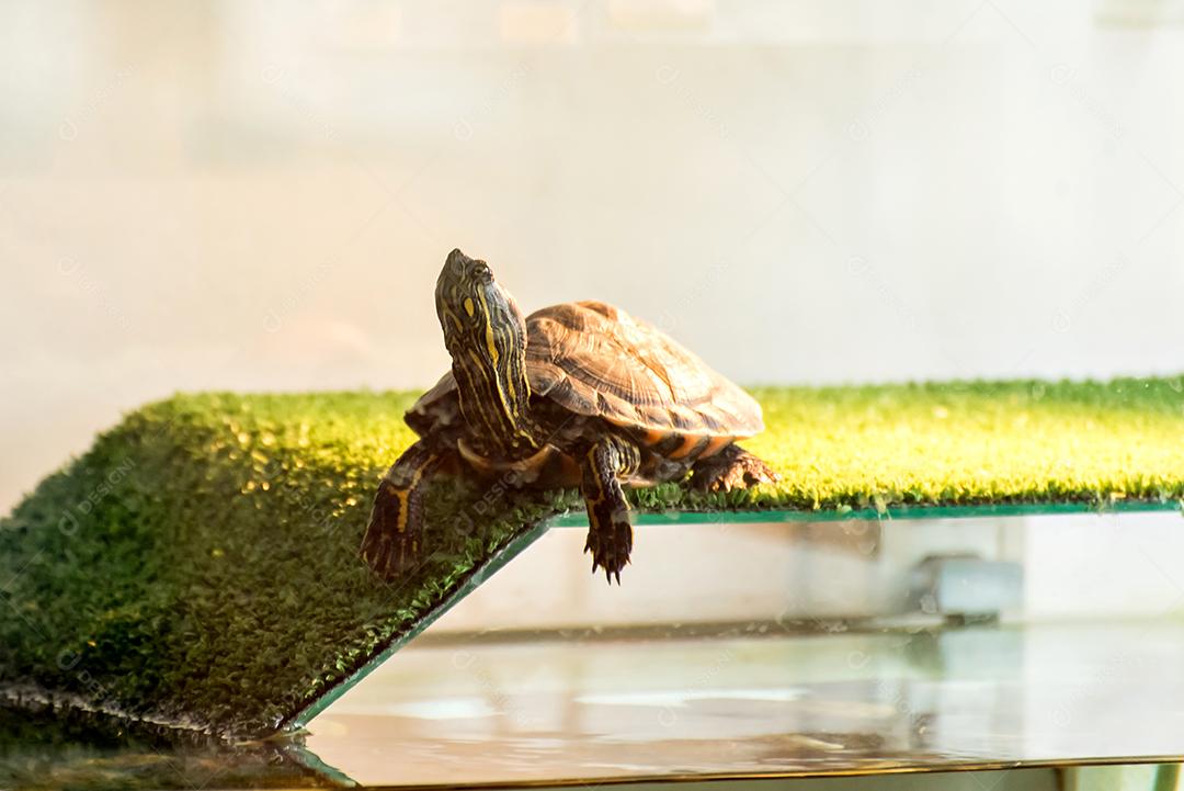 Tartaruga tigre de água tomando banho de sol no aquário.