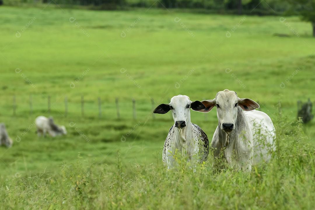 Animais de corte boi nelore em pastagem cercada