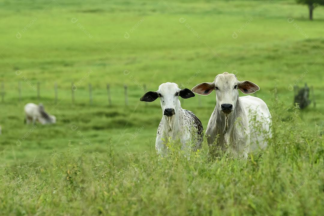 Animais de corte boi nelore em pastagem cercada