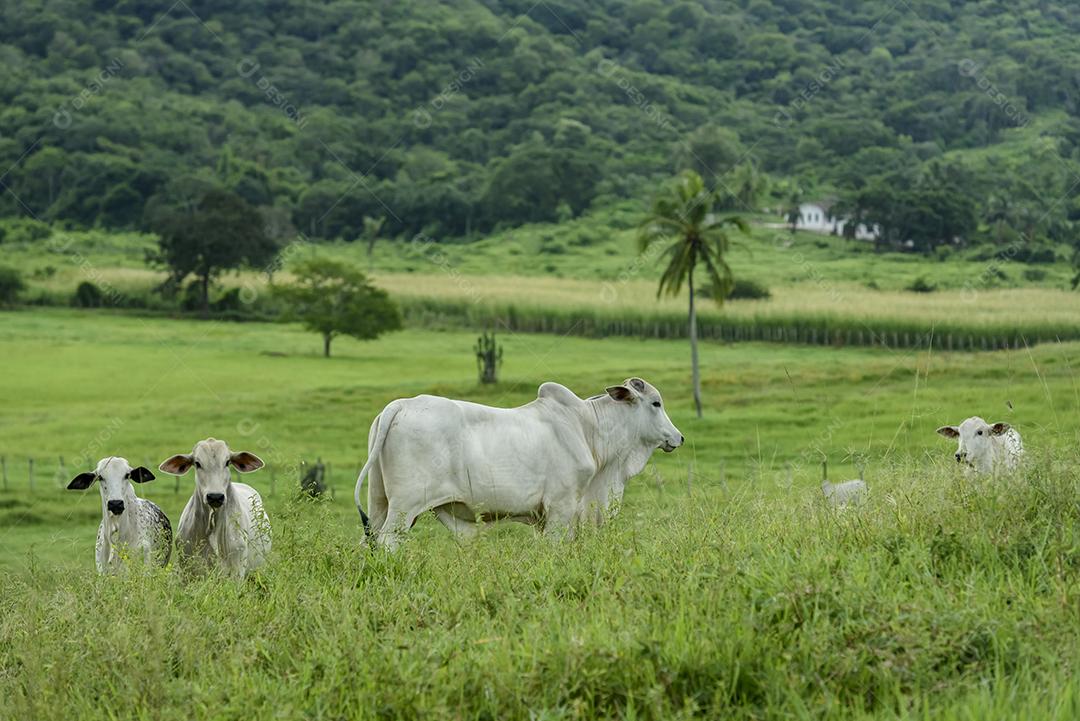 Animais de corte boi nelore em pastagem cercada