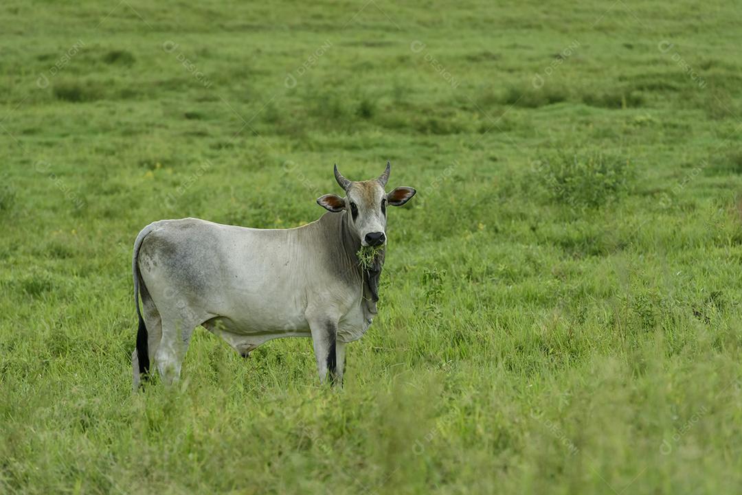 Animal  de corte boi nelore em pastagem cercada