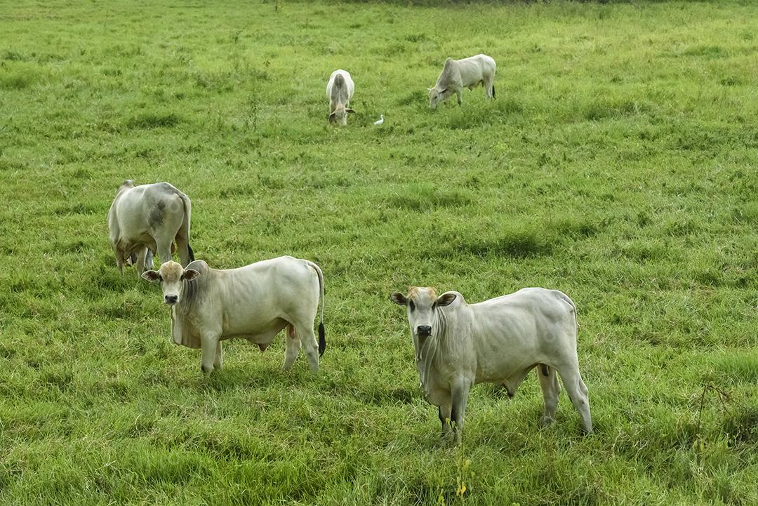 Animais de corte boi nelore em pastagem cercada