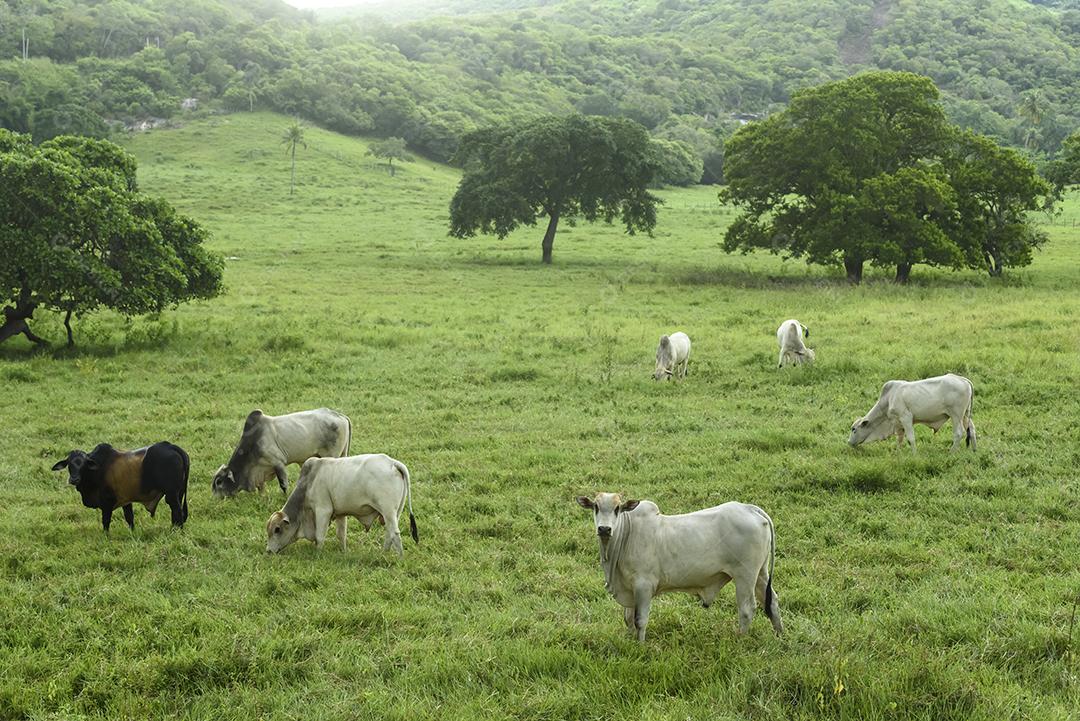 Animais de corte boi nelore em pastagem cercada