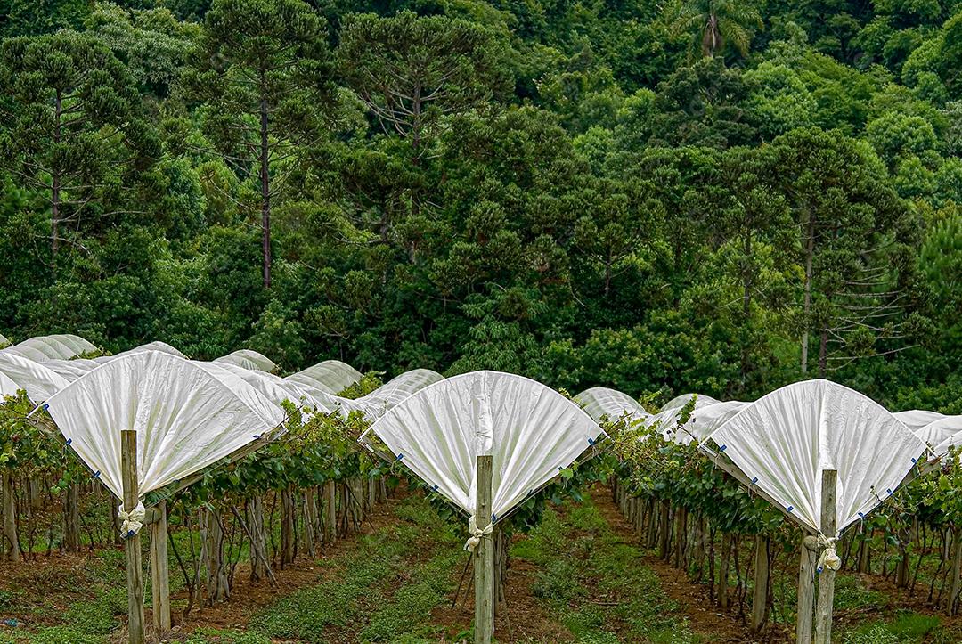 Filme Plástico para Cobertura de Videiras