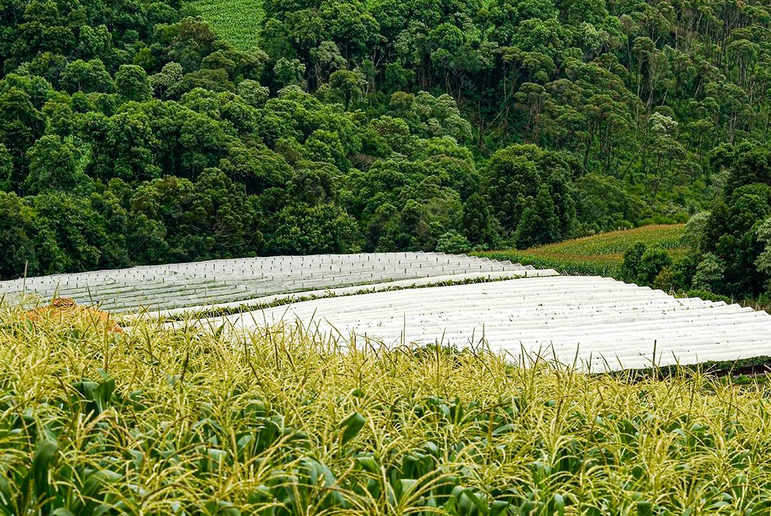 Campo de milho na montanha