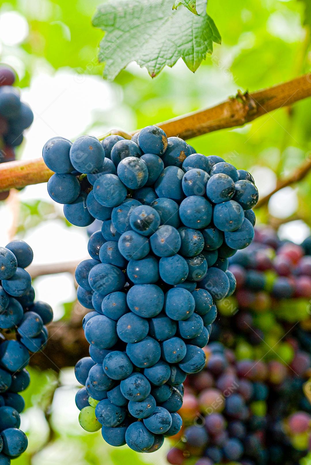 cachos de uvas roxa de area serrana em vincula