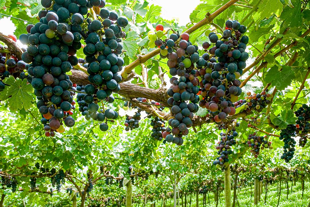 cachos de uvas roxa de area serrana em vincula