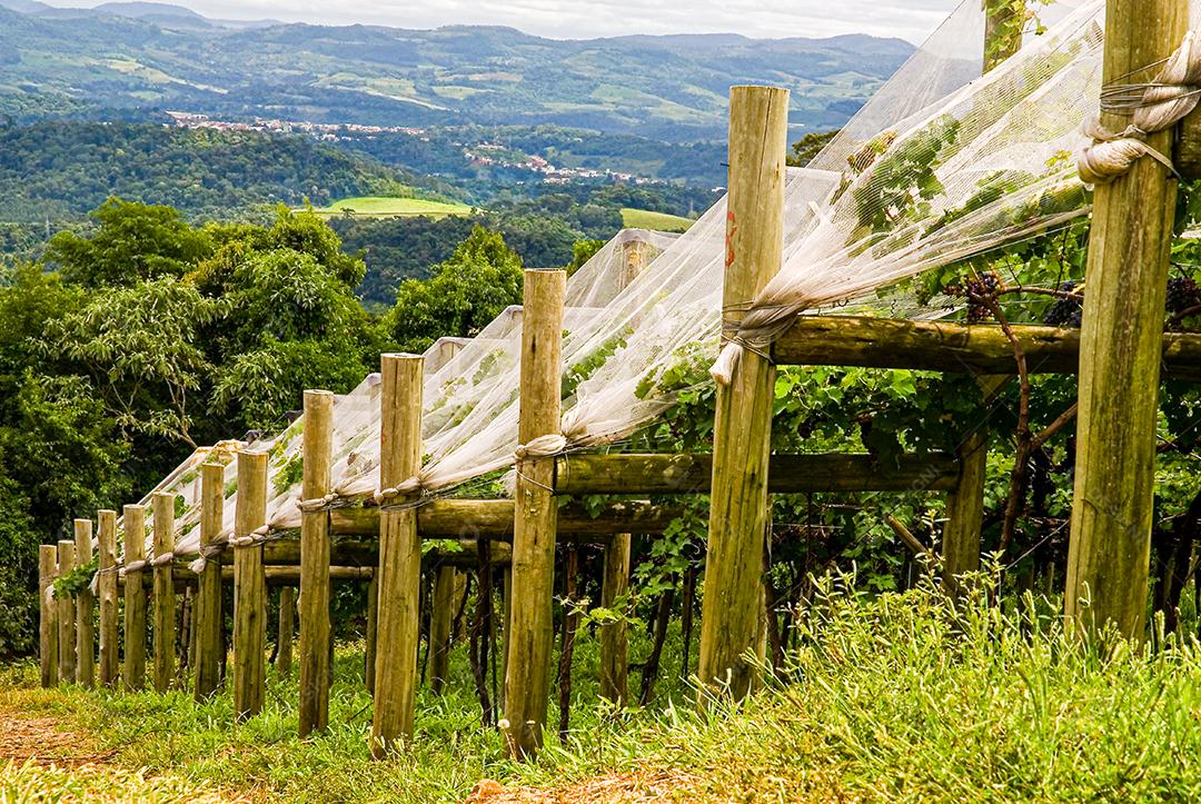 cachos de uvas roxa de area serrana vincola