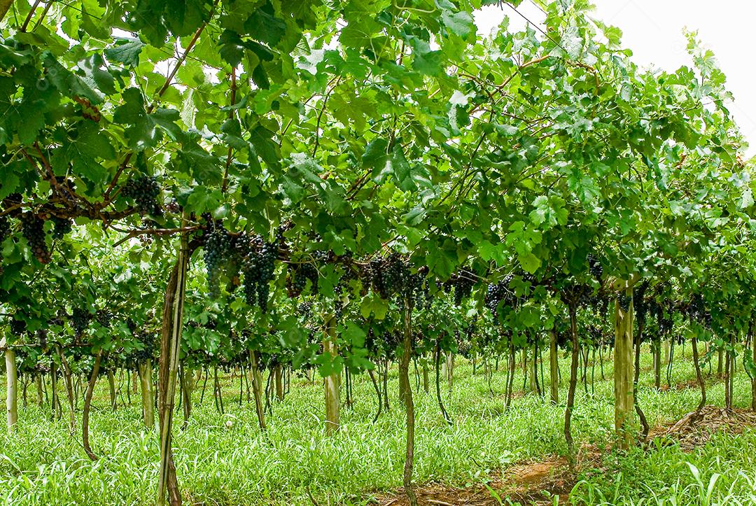 cachos de uvas roxa de area serrana