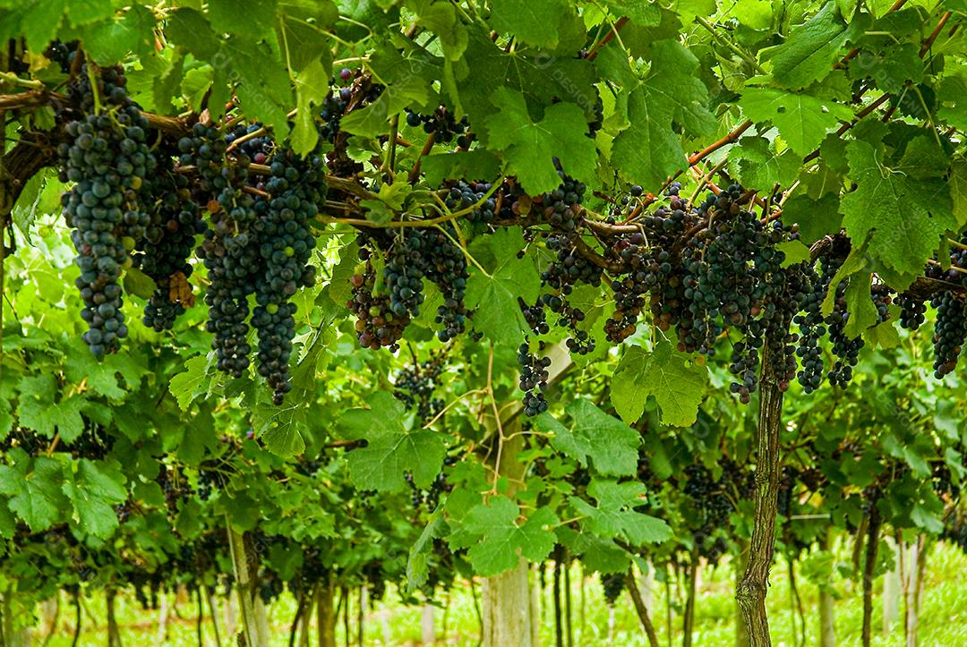 cachos de uvas roxa de area serrana