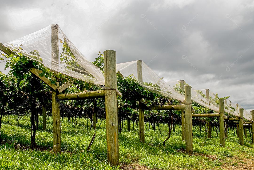 cachos de uvas protegido por plastico de proteção