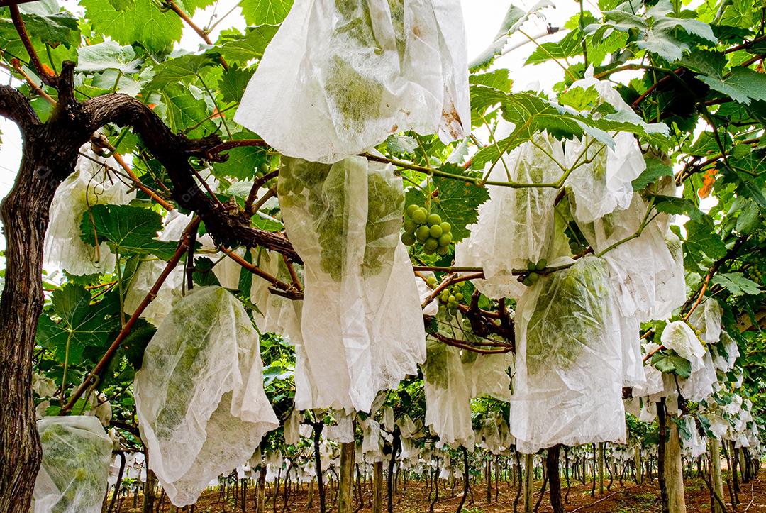 cachos de uvas protegido por plastico de proteção
