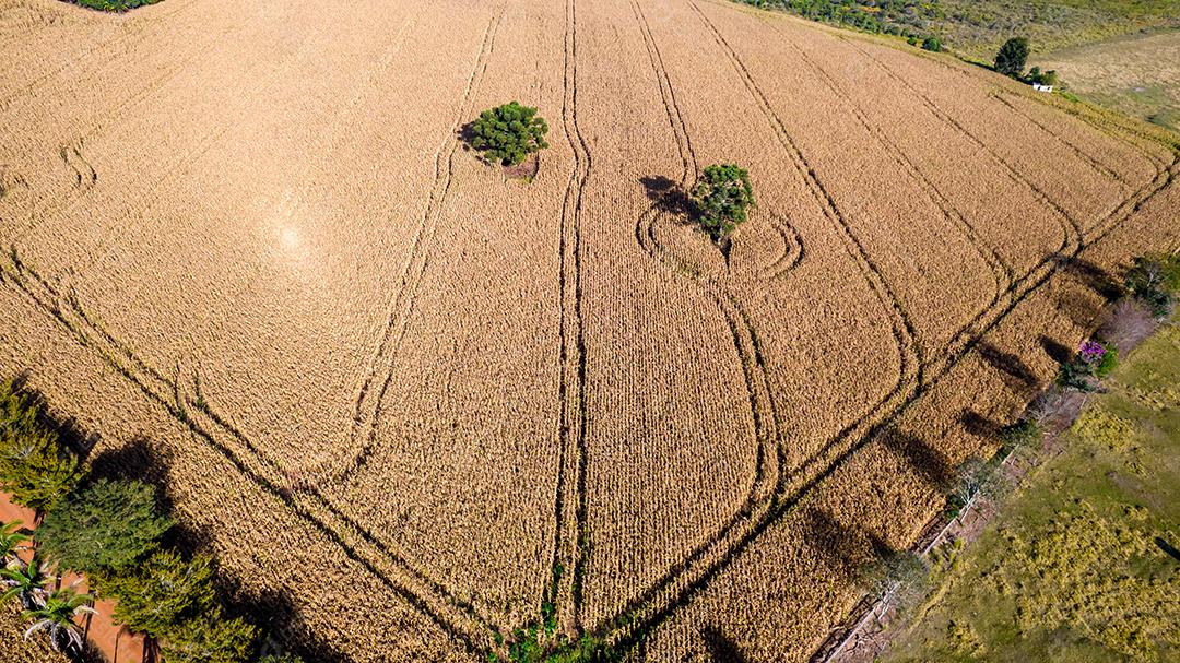 Vista aérea de um milharal na zona rural Em uma fazenda