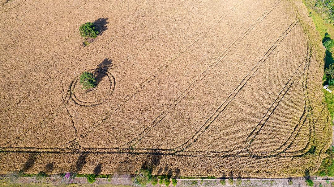 Vista aérea de um milharal na zona rural Em uma fazenda