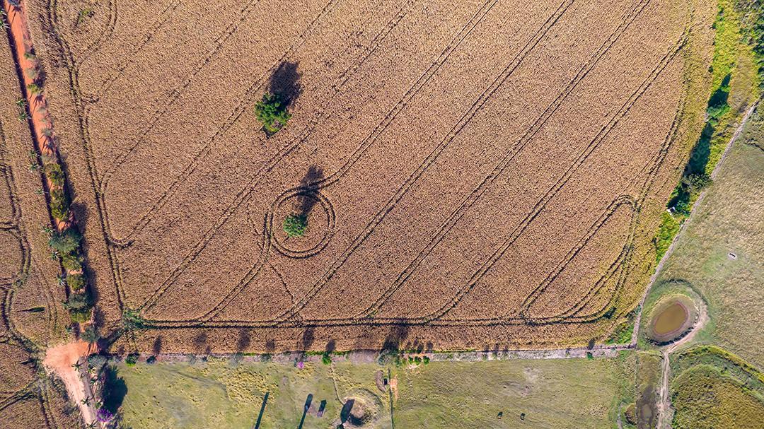 Vista aérea de um milharal na zona rural Em uma fazenda