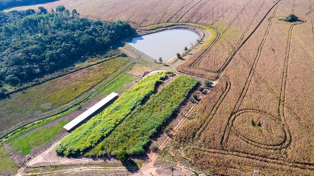 Vista aérea de um milharal na zona rural. Em uma fazenda no Brasil.