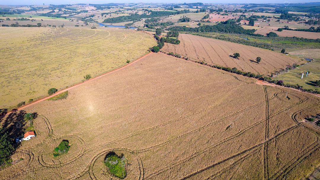Vista aérea de um milharal na zona rural. Em uma fazenda no Brasil.