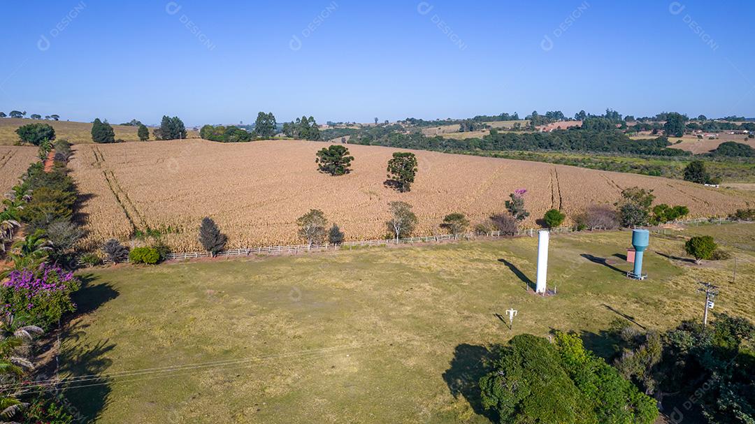 Vista aérea de um milharal na zona rural. Em uma fazenda no Brasil.