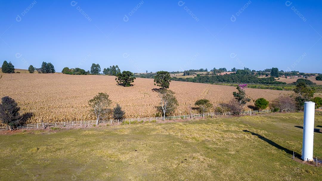 Vista aérea de um milharal na zona rural. Em uma fazenda no Brasil.