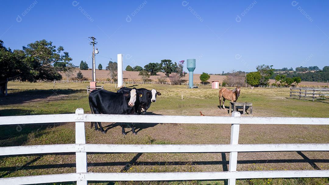 Vaca preta com cara branca e manchas amarelas na orelha do animal. Em uma fazenda no Brasil