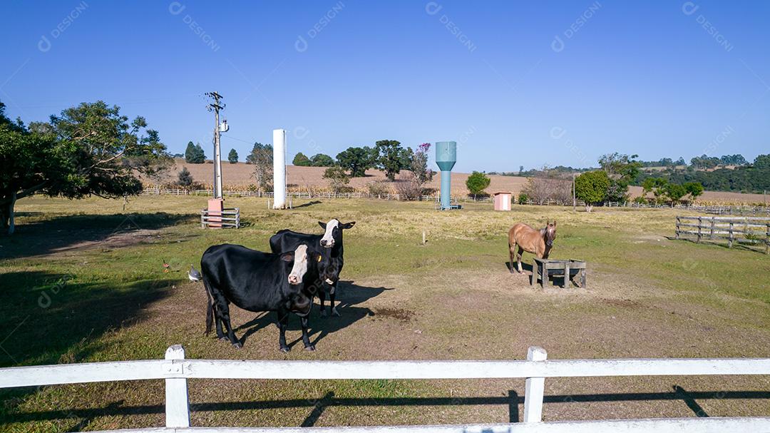Vaca preta com cara branca e manchas amarelas na orelha do animal. Em uma fazenda no Brasil