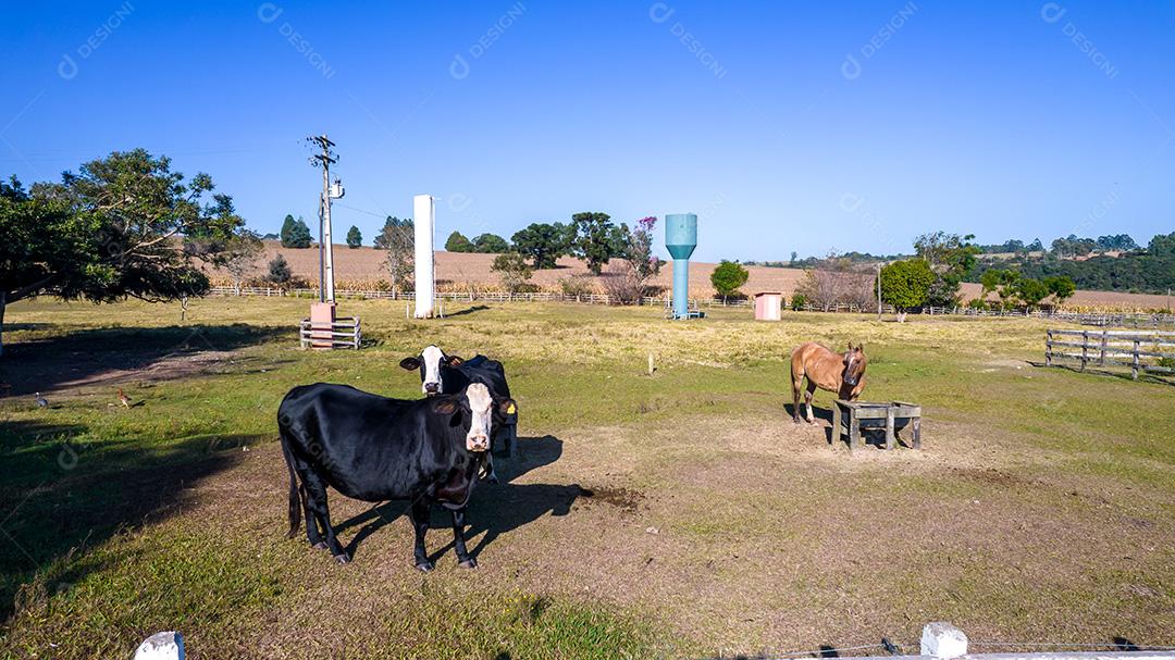 Vaca preta com cara branca e manchas amarelas na orelha do animal. Em uma fazenda no Brasil