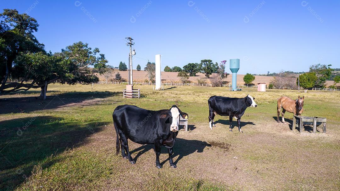 Vaca preta com cara branca e manchas amarelas na orelha do animal. Em uma fazenda no Brasil