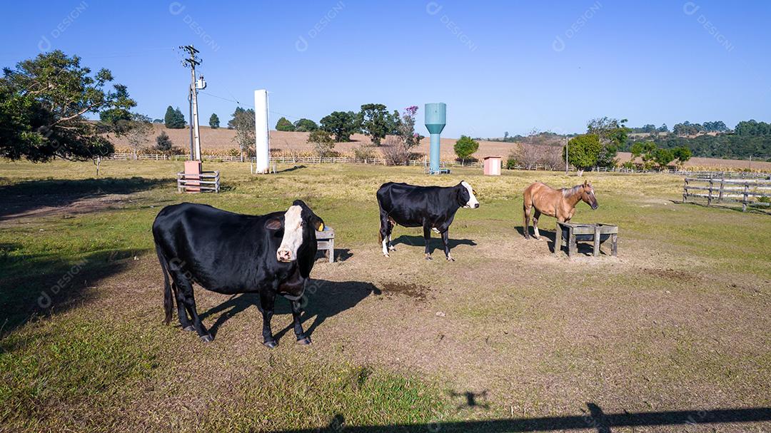 Vaca preta com cara branca e manchas amarelas na orelha do animal. Em uma fazenda no Brasil