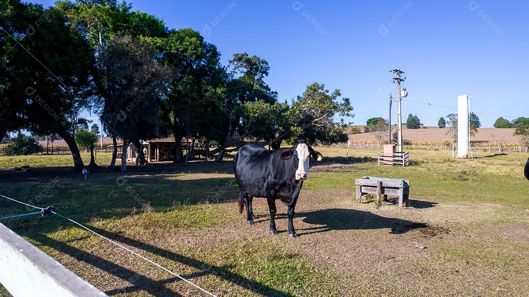 Vaca preta com cara branca e manchas amarelas na orelha do animal. Em uma fazenda no Brasil