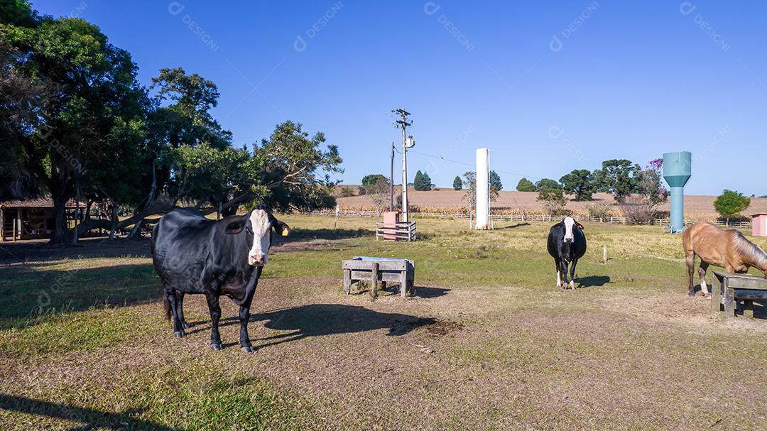 Vaca preta com cara branca e manchas amarelas na orelha do animal. Em uma fazenda no Brasil