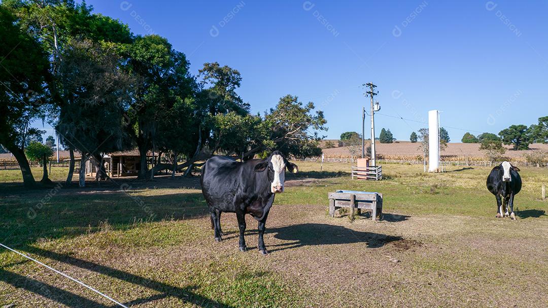 Vaca preta com cara branca e manchas amarelas na orelha do animal. Em uma fazenda no Brasil