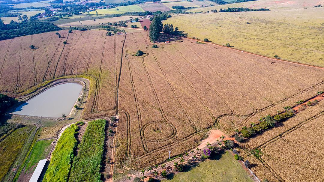 Vista aérea de um milharal na zona rural. Em uma fazenda no Brasil.