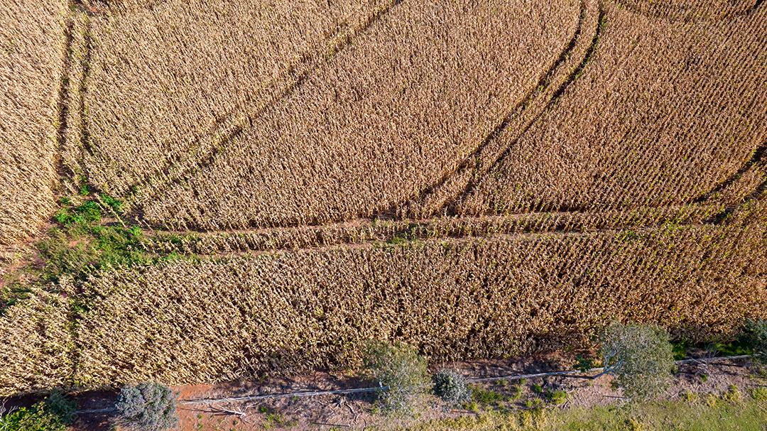 Vista aérea de um milharal na zona rural Em uma fazenda