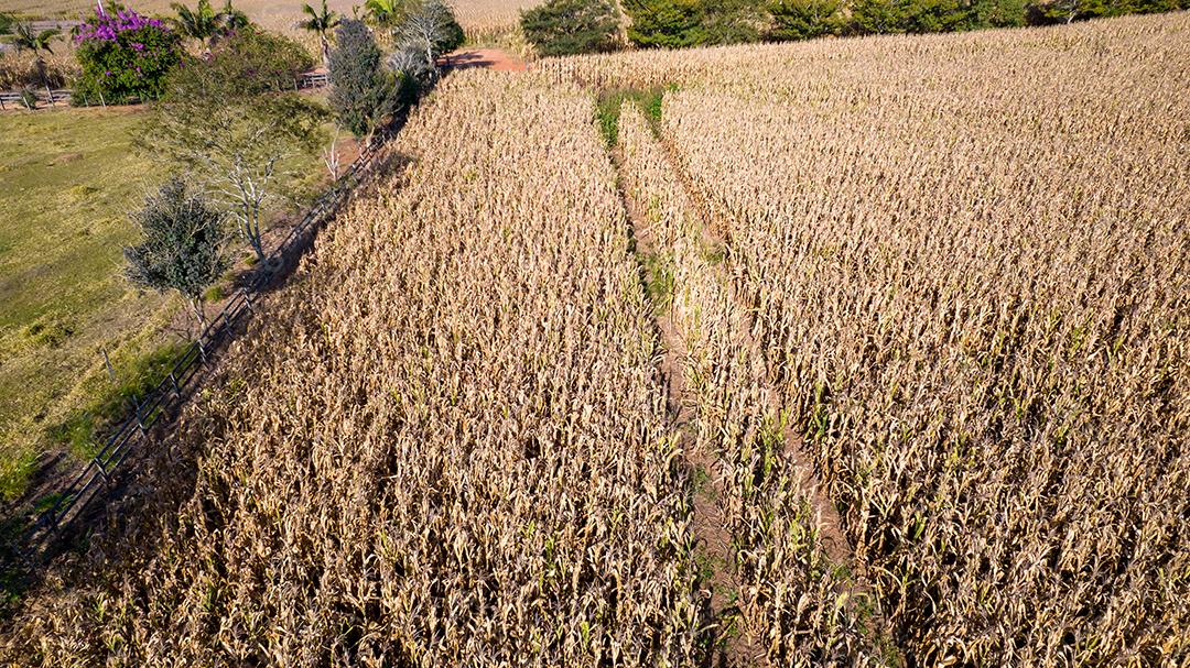 Vista aérea de um milharal na zona rural Em uma fazenda