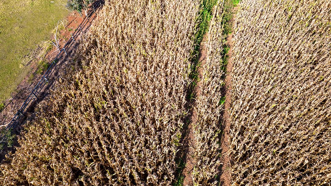 Vista aérea de um milharal na zona rural Em uma fazenda