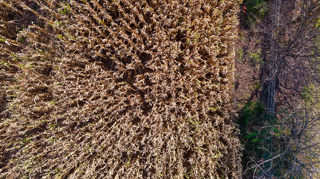 Vista aérea de um milharal na zona rural. Em uma fazenda no Brasil.