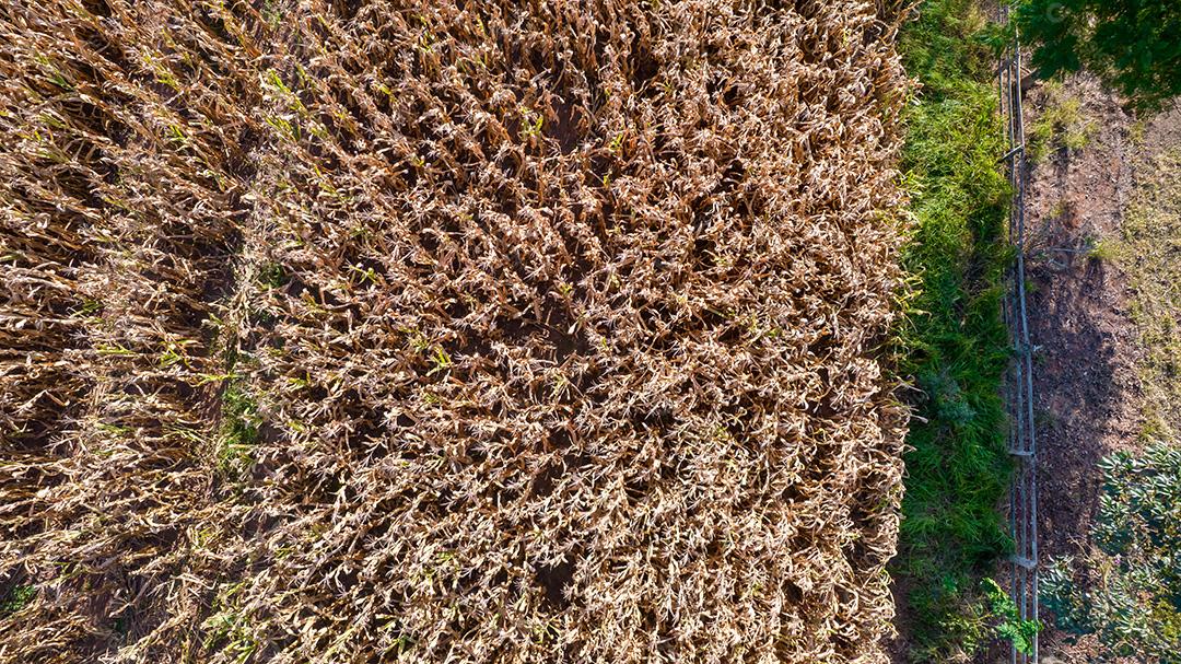 Vista aérea de um milharal na zona rural. Em uma fazenda no Brasil.