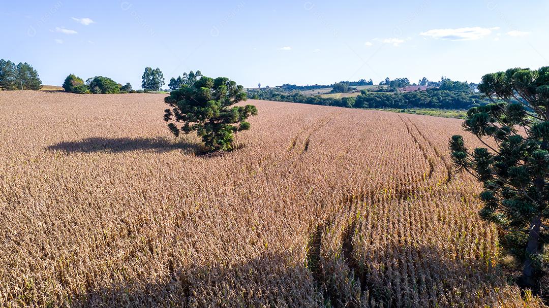 Vista aérea de um milharal na zona rural. Em uma fazenda no Brasil.