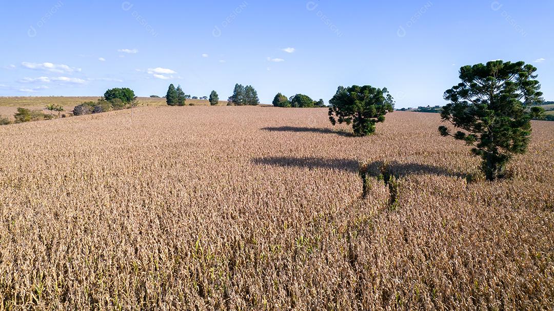 Vista aérea de um milharal na zona rural. Em uma fazenda no Brasil.