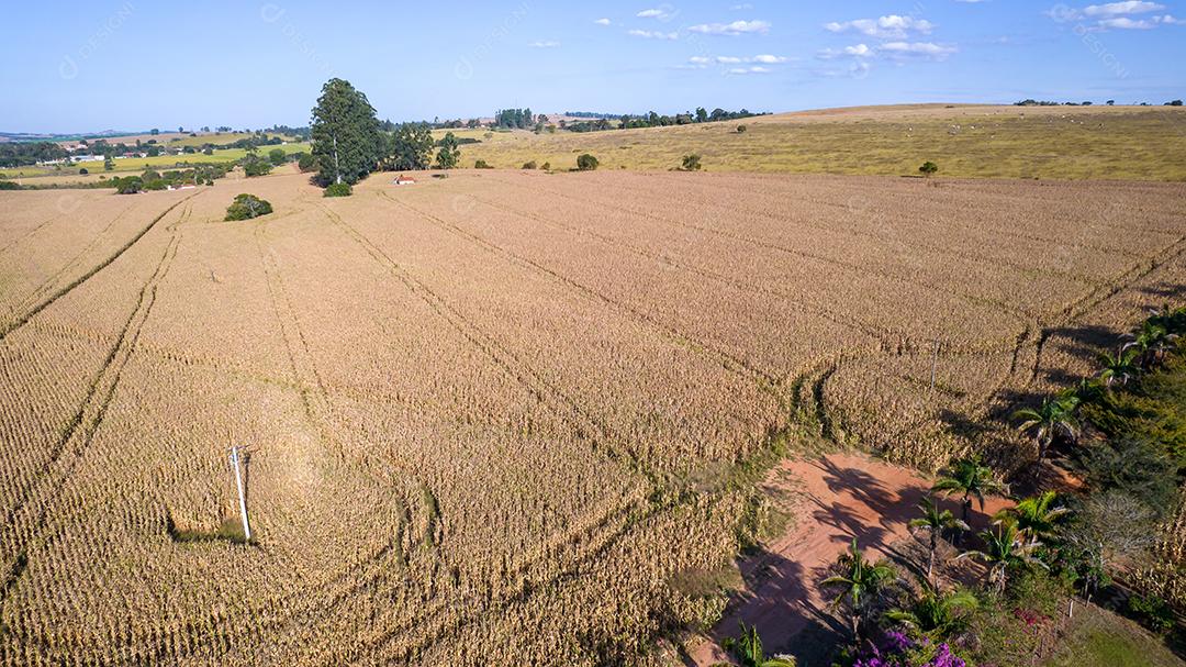 Vista aérea de um milharal na zona rural Em uma fazenda