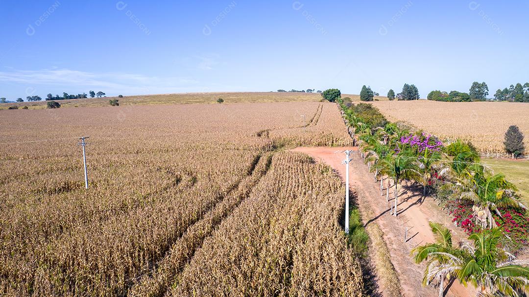 Vista aérea de um milharal na zona rural Em uma fazenda